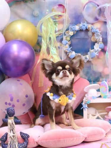 20240822くるみちゃん